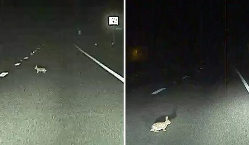 Pilotul automat de pe un autoturism Tesla a salvat un iepure. Imagini filmate de camera de bord VIDEO