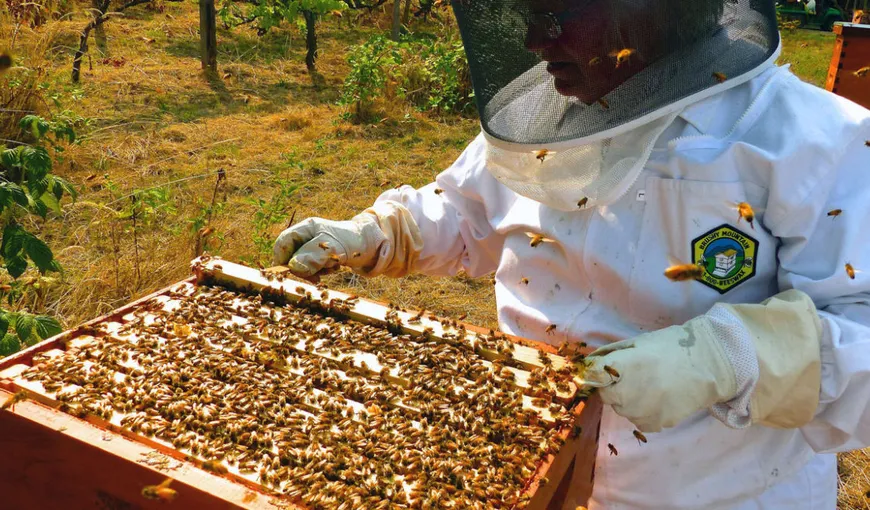 Petre Daea raportează producţie record la miere: România, pe primul loc în UE