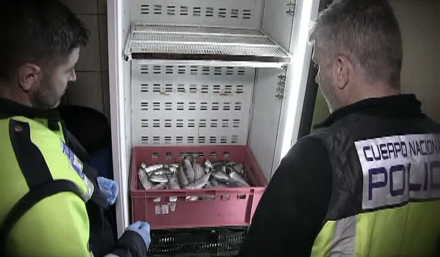 Noi detalii în scandalul privind peştele cu mercur, vândut în România. Avertismentul autorităţilor