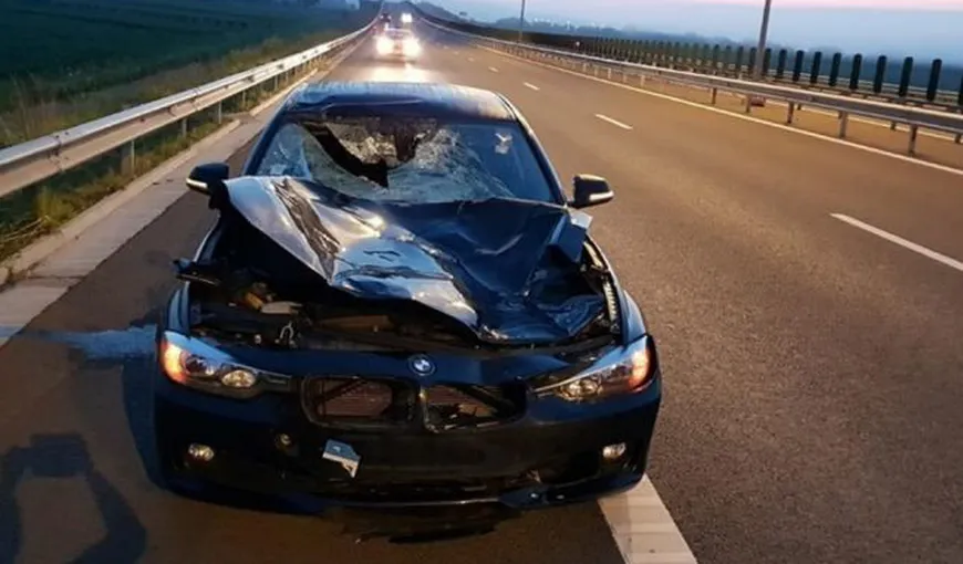 Accident provocat de un cerb, pe Autostrada Aiud – Turda. Şoferul nu a putut evita impactul