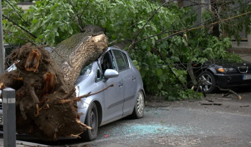 Furtuna a rupt zeci de copaci şi a avariat 21 de maşini în Bucureşti