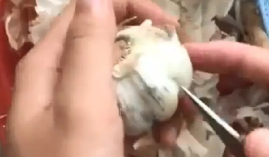 Fabulos! Cum să cureţi usturoiul rapid, fără să îl atingi! Milioane de oameni au rămas mască VIDEO
