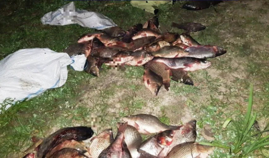 Patru persoane, prinse în FLAGRANT în timp ce furau 140 kg de peşte dintr-o fermă piscicolă VIDEO