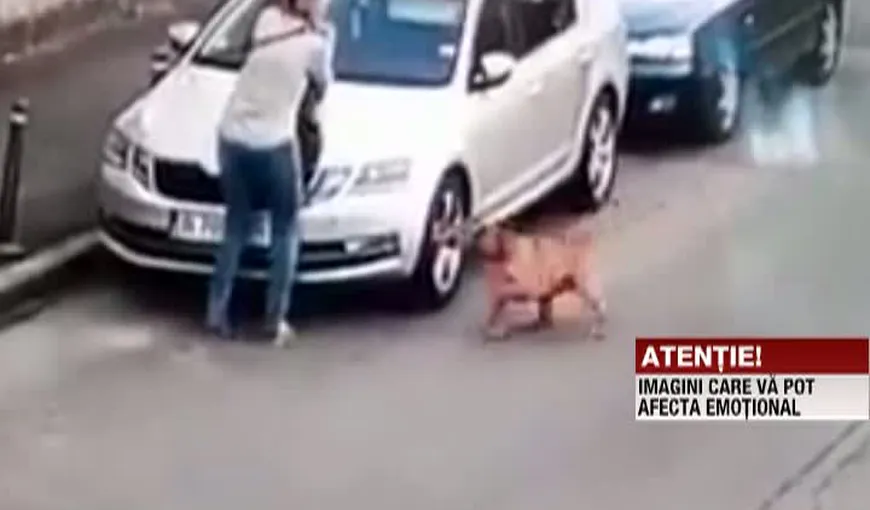 ATENŢIE, IMAGINI ŞOCANTE! Un câine şi stăpâna sa, atacaţi de un Amstaff lăsat liber VIDEO