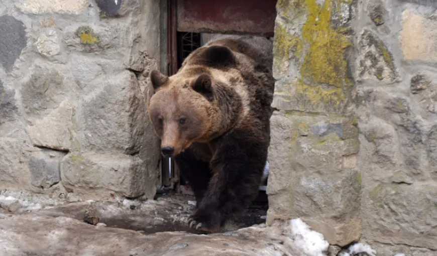 Un urs a alergat prin curtea şcolii, în Mureş. Copiii s-au speriat, chiar dacă l-au văzut numai pe geam