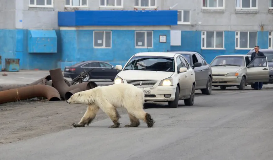 Un urs polar a intrat în oraş, în căutare de mâncare. Imagini teribile cu animalul VIDEO
