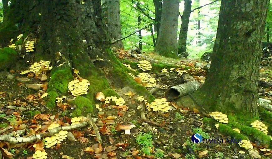 Descoperire ŞOCANTĂ a unor culegători de ciuperci. Incredibil ce au găsit în pădure