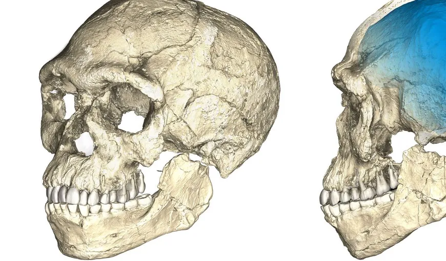 Fosile ale celui mai vechi Homo sapiens non-african, identificat în Europa