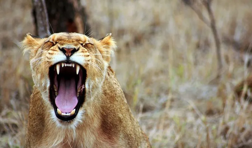 Culmea curajului. O leoaică atacă un elefant în căutarea unei mese pentru puii ei VIDEO