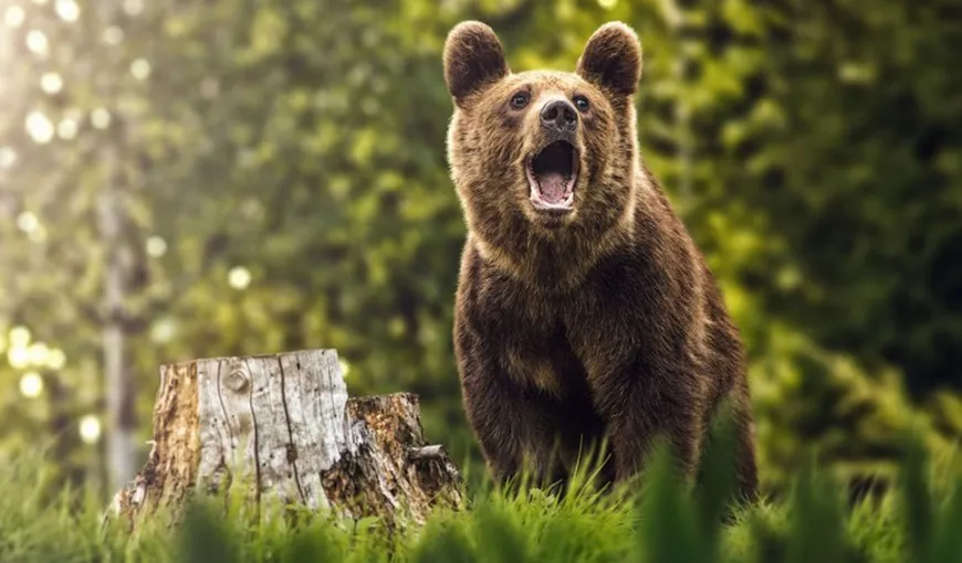 Anchetă la Suceava după ce ursul împuşcat de jandarm a dispărut. Poliţia a deschis dosar penal pentru braconaj