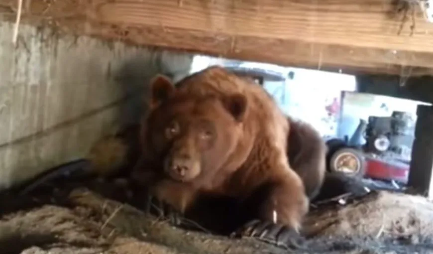 Un urs a provocat panică la Comarnic. A intrat în mai multe gospodării şi a atacat animalele din curţi