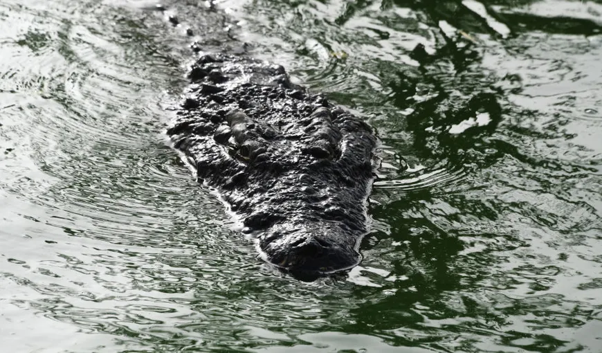 Un crocodil a urcat pe mal şi i-a mâncat peştele unui pescar, chiar din undiţă. Scene uluitoare, filmate întâmplător VIDEO
