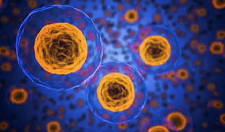 Experiment revoluţionar: Celule canceroase, transformate in grăsime. Nici nu s-au mai înmulţit