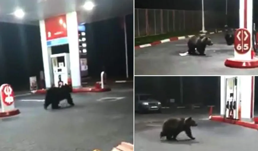 Urşii de pe Valea Prahovei au rămas în „pana prostului”. Imagini incredibile dintr-o benzinărie din Azuga VIDEO