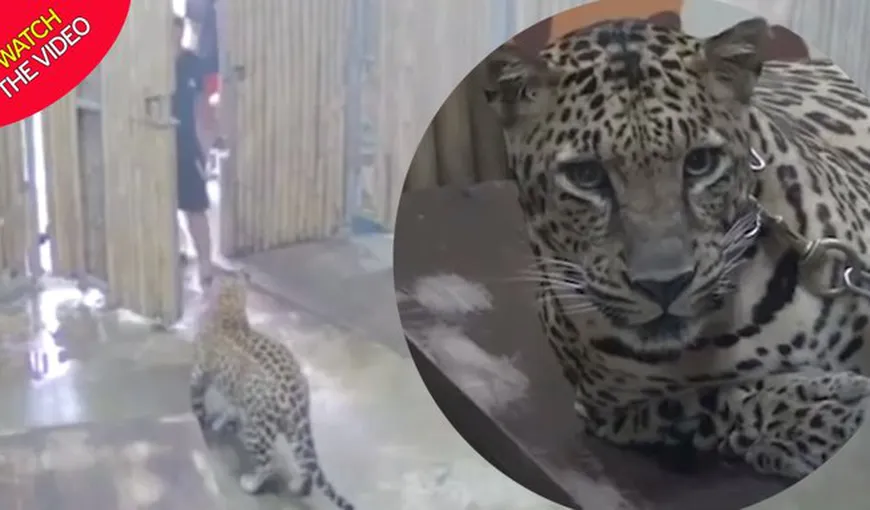 Copil de doi ani, aflat în vacanţă cu familia, atacat de un leopard, într-un paradis exotic. Scene şocante VIDEO