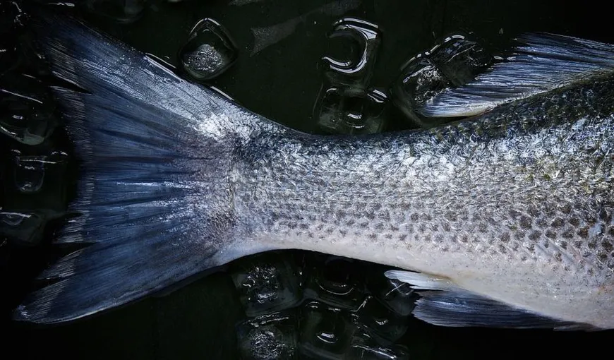 Efectul poluării sau greşeală genetică? În SUA a fost pescuit un peşte mutant, cu două guri FOTO