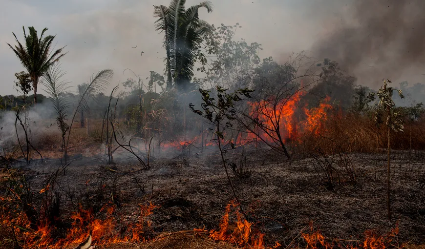 Incendiile din pădurile amazoniene continuă să facă ravagii