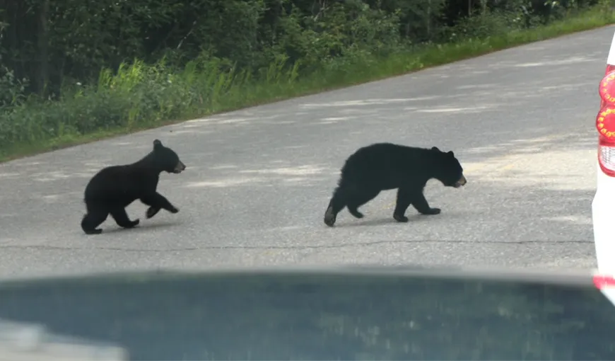 Atenţie şoferi, animale sălbatice pe şosea! Doi pui de urs, loviţi de o maşină în apropiere de Praid