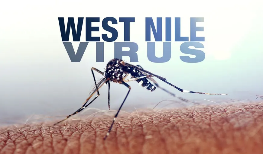 Şapte cazuri de infecţii cu West Nile în 2019, în România. O persoană a murit