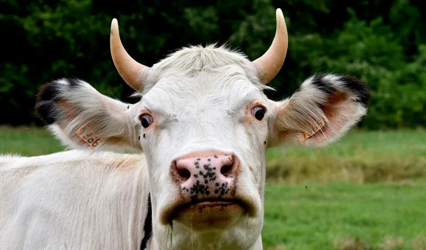 CUTREMURĂTOR. O femeie de 81 de ani din Vaslui a fost eviscerată de o vacă pe câmp. Incredibil cum a scăpat femeia