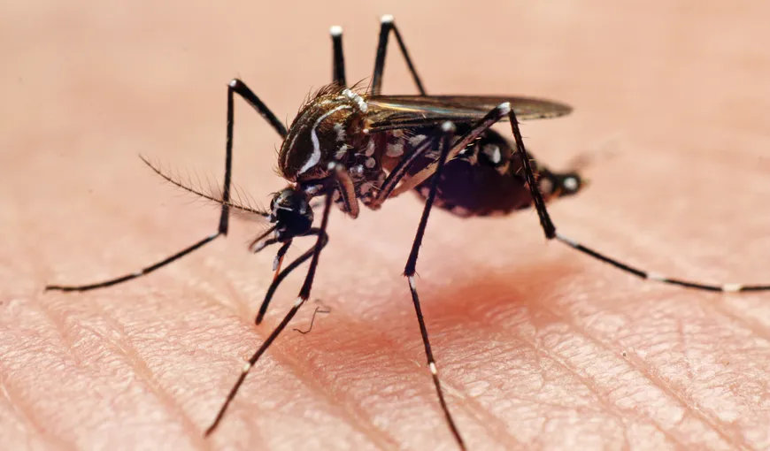 Febra dengue a făcut prăpăd. Sunt peste 1.000 de victime