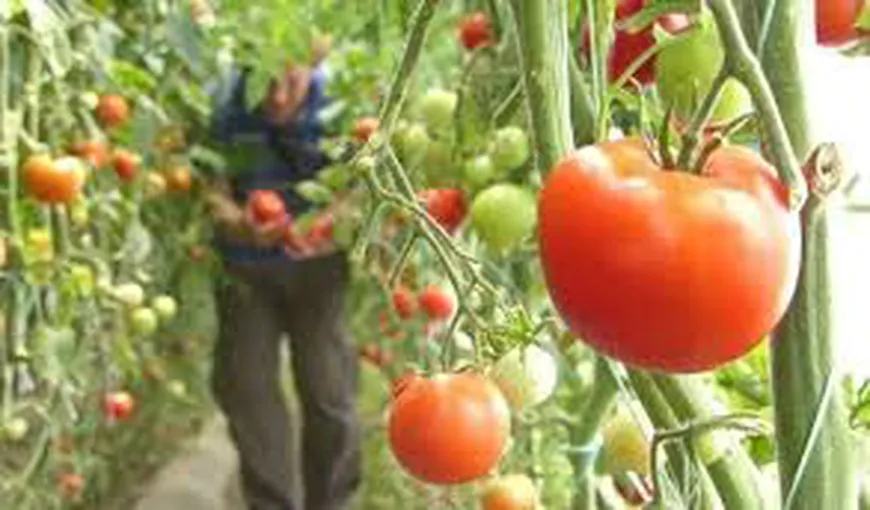 Programul de susţinere a tomatelor. Ce se întâmplă cu subvenţiile