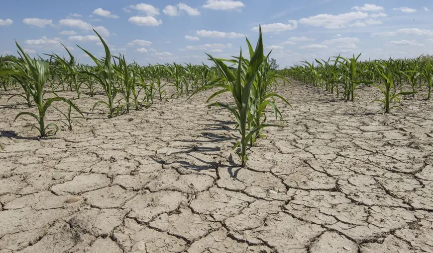 Veşti bune pentru fermierii afectaţi de secetă. Ludovic Orban: „Vor fi despăgubiţi pentru prima dată după 11 ani”