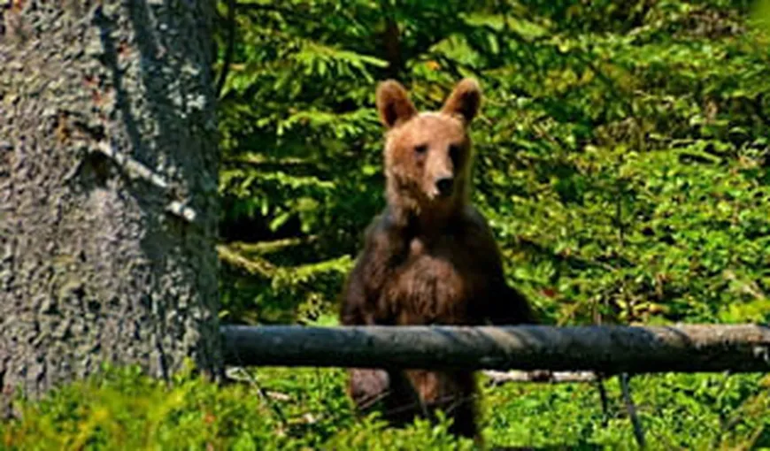 Un urs a fost văzut la Păltiniş. ISU a avertizat populaţia să evite zona