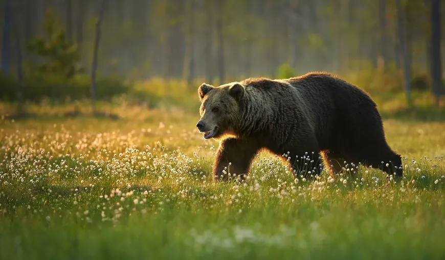 Urşii din România sunt cei mai agresivi din lume. În ţara noastră se înregistrează cele mai multe victime umane