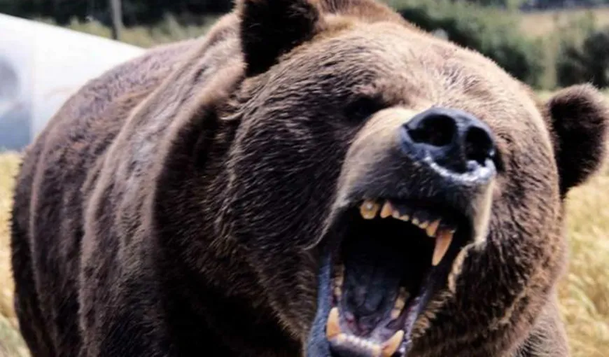 Un vânător a fost atacat de un urs. Bărbatul este la terapie intensivă