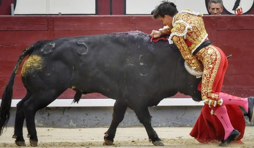 Iubitul nepoatei Regelui Spaniei, rănit grav de un taur care i-a secţionat artera femurală. Imagini teribile de la corrida VIDEO
