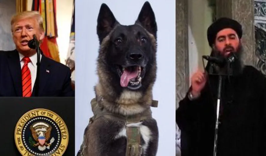 Câine poliţist, declarat erou de către Trump, după asaltul asupra şefului SI, Abou Bakr al-Baghdadi