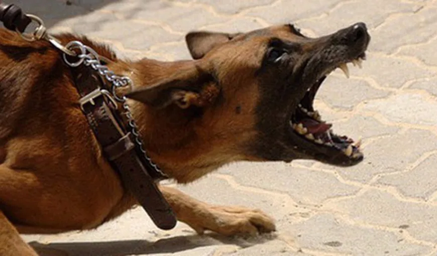 Interzicerea câinilor agresivi în spaţii publice fără botniţă şi lesă este constituţională. Decizie CCR