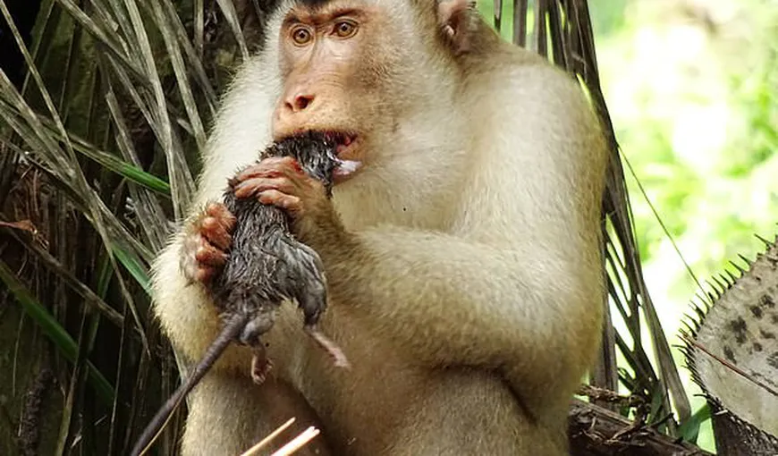 Primele maimuţe carnivore din lume. Unde au apărut şi de ce sunt apreciate de oameni