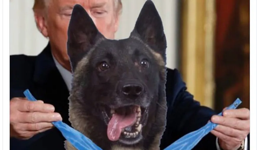 Donald Trump l-a invitat la Casa Albă pe câinele militar erou care a participat la lichidarea liderului islamist al-Bagdadi