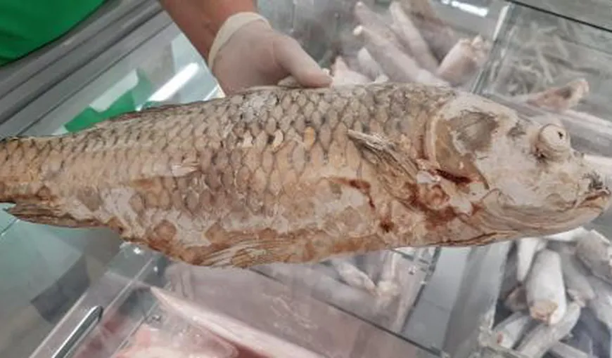 Revoltător! Ce a găsit ANPC în marile lanţuri comerciale: Selgros poate „congela” peştele la +4 grade Celsius