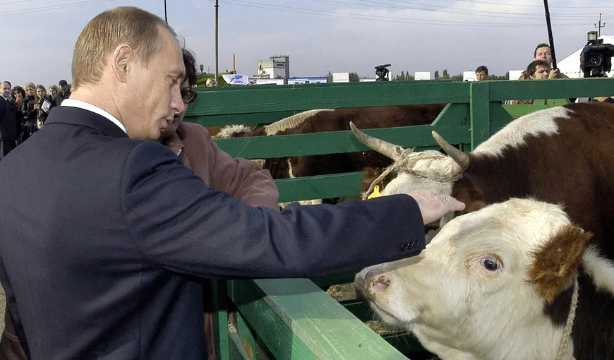 Rusia a cheltuit 100 de milioane de euro ca sa cumpere 45.000 de VACI! Planul ireal pe care Putin îl are cu vitele!