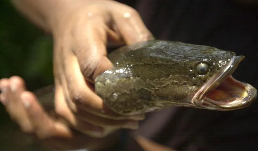 „Dacă prinzi acest peşte, omoară-l imediat!”. Specialiştii avertizează, trăieşte inclusiv pe uscat VIDEO