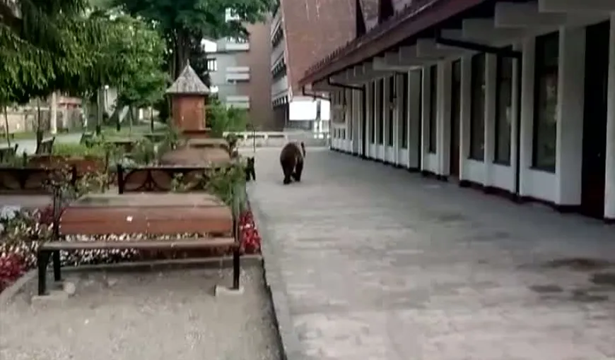 Panică în Făgăraş după ce un urs a intrat în scara unui bloc. Jandarmii intervin şi în Vrancea pentru eliberarea unui urs prins în laţ