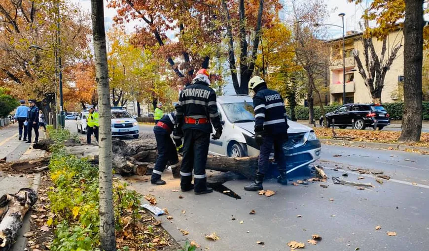Copac căzut peste o maşină aflată în mers în centrul Capitalei