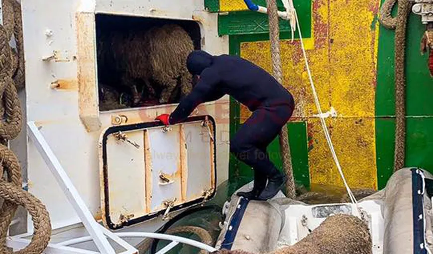 Imagini noi de pe nava morţii, cu oile în agonie. Operaţiunile de salvare sunt în toi, însă doar 60 de animale au fost salvate VIDEO