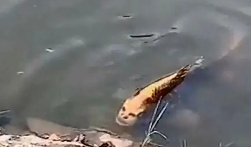 Peşte cu FAŢĂ UMANĂ, filmat de un pescar. Imaginile au rupt Internetul VIDEO