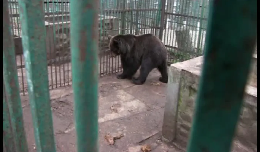 Ursoaica Roxana, eliberată după 12 ani de chin în cuşcă. Situaţia sa devenise inacceptabilă VIDEO