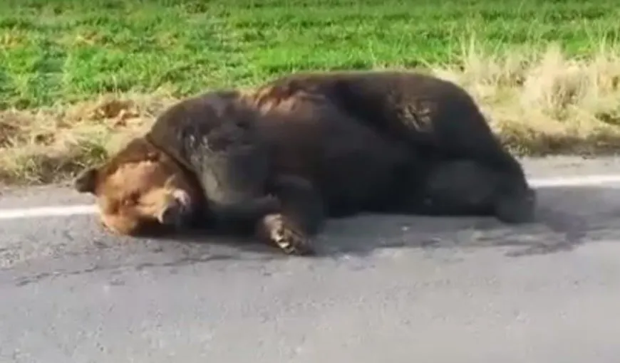 S-a întâmplat din nou! Ursoaică ucisă de o maşină pe DN1