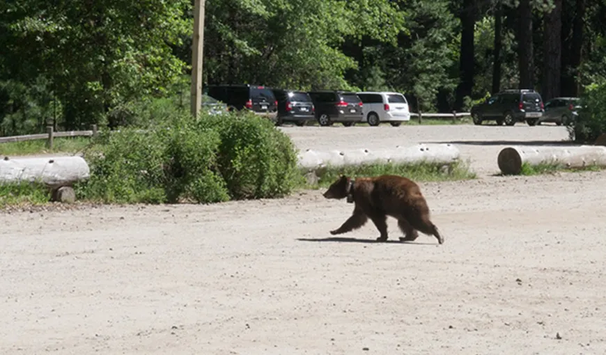 Încă un urs lovit de maşină, pe un drum naţional. Este al patrulea accident de acest fel în ultimele patru zile