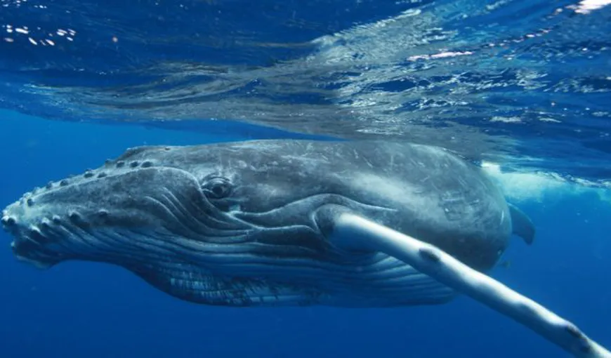 Amendă uriaşă pentru un ghid turistic care s-a apropiat prea mult de o balenă cu cocoaşă
