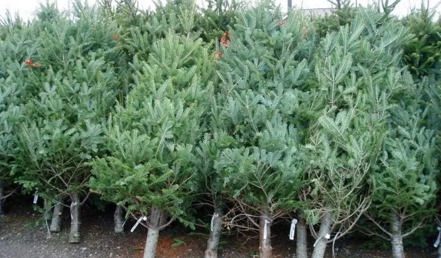 IGPR: Aproape 6.000 de pomi de Crăciun au fost confiscați. Amenzile se ridică la aproape un milion de lei