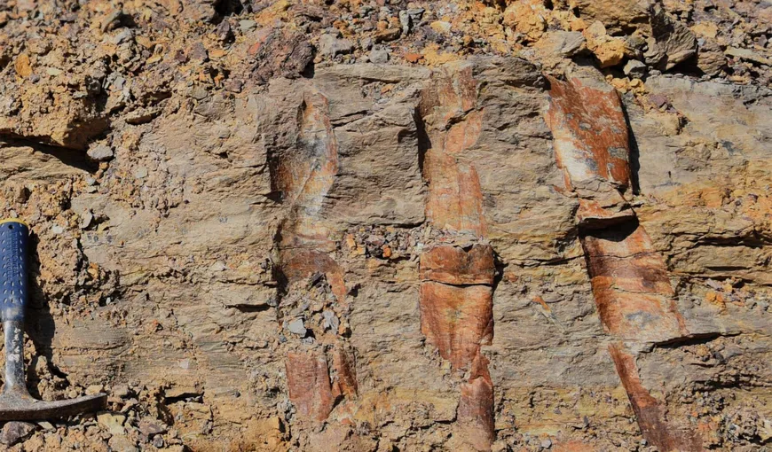 S-a descoperit cea mai veche pădure fosilizată din lume