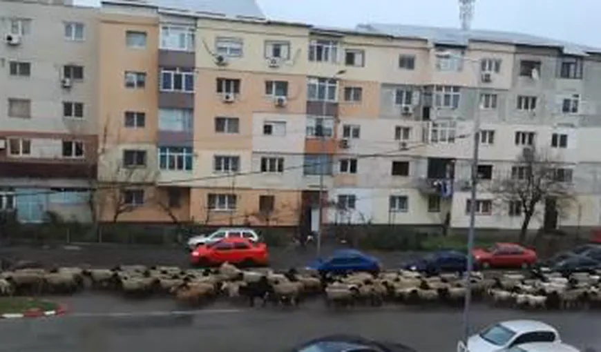 O turmă de oi se plimbă nestingherită pe un bulevard din Alexandria. Imaginile au devenit virale