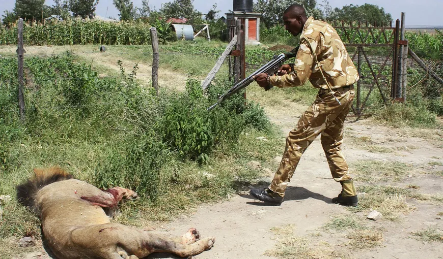 Tragedie într-un parc naţional: un leu a omorât un bărbat după ce animalul scăpase din zona de siguranţă